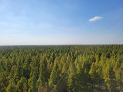 -黄海国家森林公园