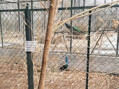 -北京麋鹿生态实验中心