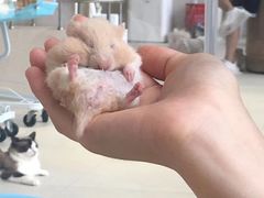 -怪兽屋·羊驼·猫咖·狗咖(俊华广场店)