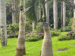 -深圳仙湖植物园