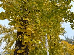 -三里屯东五街银杏大道