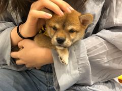 -逗柴咖啡屋·狗咖猫咖宠物桌游