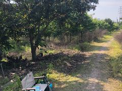 -塘栖枇杷特色园区