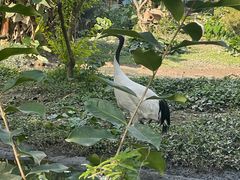 -广州长隆飞鸟乐园
