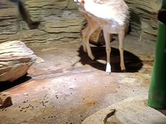 -绿色星球动物主题公园