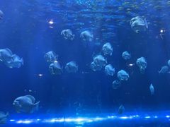 -华夏文旅海洋公园