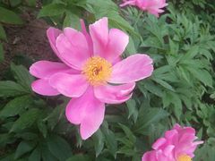 -长春公园(普阳街道)