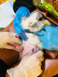 -神奇动物撸宠馆·羊驼·小浣熊·异宠(豫园店)
