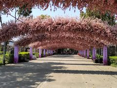 -南汇桃花村