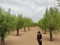-红碱淖景区