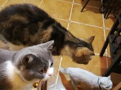 -李小姐の猫咖啡馆(五角场店)