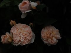 -大富贵烧烤公司(双廊店)