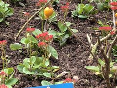 -中国科学院西双版纳热带植物园