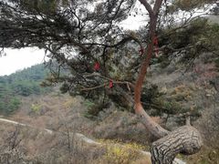 -金龙寺国家森林公园