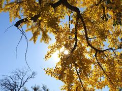 -北京凤凰岭