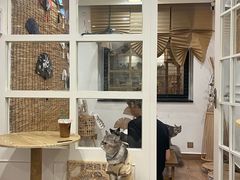 -楼上猫咖(罗湖店)