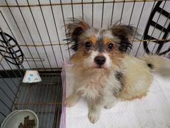 -爱诺耐芙动物医院(万博店)