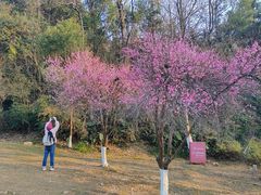 -桃花岭景区