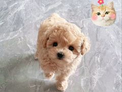 -北京梨园老狗市猫市大型交易市场