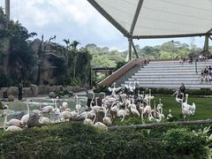 -新加坡飞禽公园