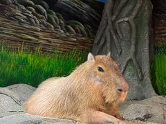 -正佳雨林生态植物园