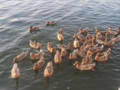 -野鸭湖国家湿地公园
