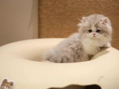 -十月米努特矮脚猫舍