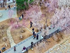-桃花堤公园