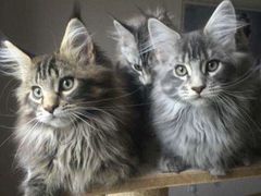 -青奢宠物·青奢猫舍