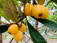 -塘栖枇杷特色园区