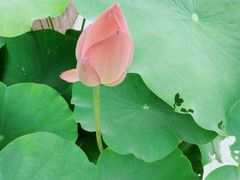 -陈家山荷花公园