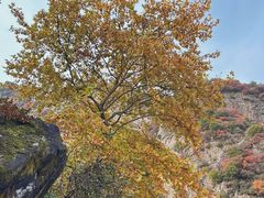 -秦岭终南山世界地质公园翠华山景区