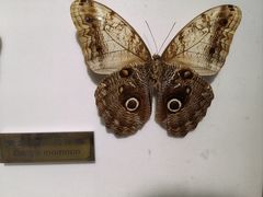 -上海昆虫博物馆