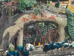-西双版纳原始森林公园