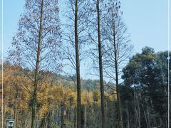 -天花井景区