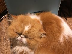 -more than meow吴止猫主题餐厅(承德 中船汇店)