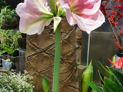 -双季花艺园艺市场(浦东店)