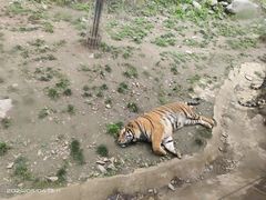-栾川竹海野生动物园