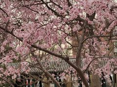 -桃花堤公园
