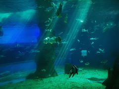 -北戴河圣蓝海洋公园