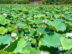 -荷塘月色湿地公园·向阳花洲