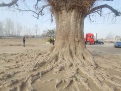 -商丘市人民公园