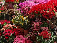 -朝来春花卉市场