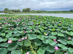 -白渔泡湿地公园