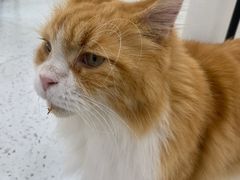 -喵园·猫主题咖啡厅·撸猫·猫咖(国贸店)