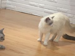 -momokira米努特·德文卷毛猫·棉花面纱犬