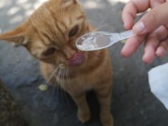 -喵屿·大理花园猫咖