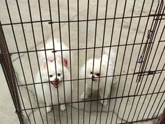 -宠物之家Pets Home 宠物寄养酒店