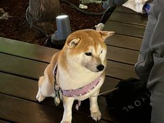 -瑞虹新天地月亮湾