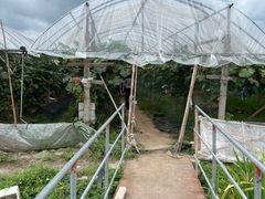 -马陆小张葡萄园农家乐